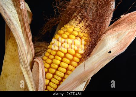 Dried corn cob isolated on black background. Stock Photo