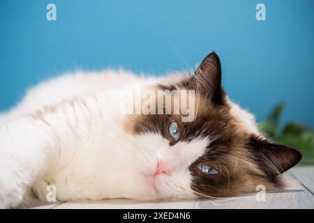portrait of a beautiful young healthy Ragdoll cat isolated on a blue background. Stock Photo