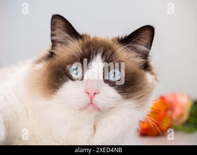 portrait of a beautiful young healthy Ragdoll cat sitting by the window . Stock Photo