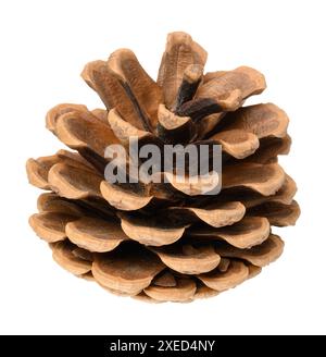 Brown dry pine cone on isolated background Stock Photo