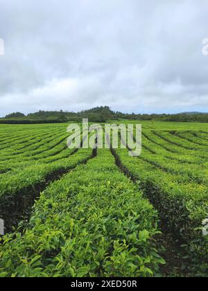 Tea plantation in Mauritius Stock Photo