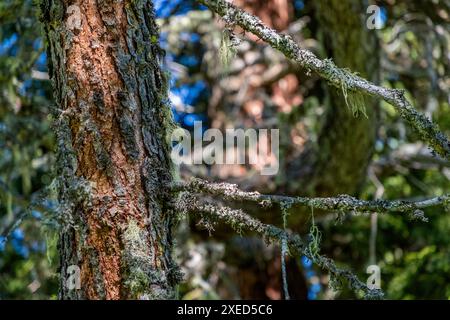 Lichen-covered Swiss stone pine trunk. Filzmoosalm, Salzburg, Austria Stock Photo