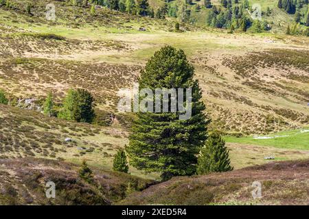 Alpine trail through the Salzburgerland, Salzburg, Austria Stock Photo