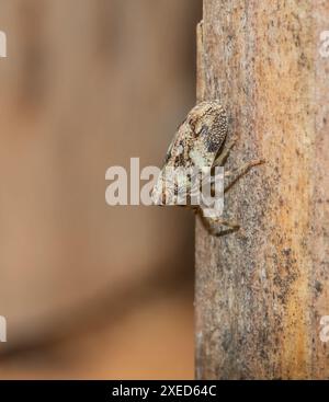 KÃ¤ferzikade 'Issus coleoptratus' Stock Photo