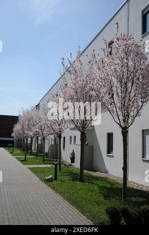 Prunus serrulata, Japanese flowering cherry Stock Photo