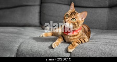 A Bengal cat lies on a gray sofa in the living room. Stock Photo