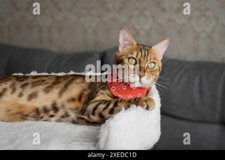 Bengal cat resting on a cat bed in the living room. Stock Photo