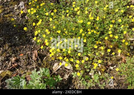 Potentilla heptaphylla Stock Photo