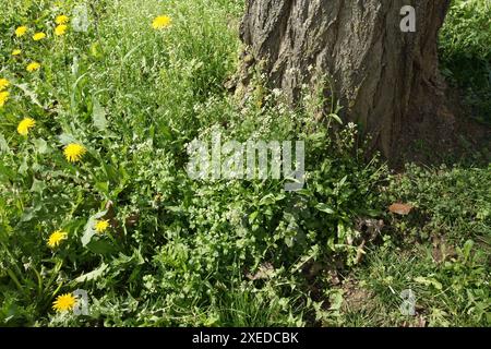 Capsella bursa pastoris, shepherds purse Stock Photo