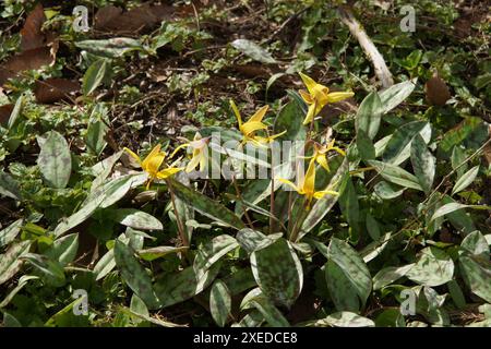 Erythronium americanum, American dogtooth lily Stock Photo