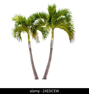 Two coconut palm trees isolated on a white background Stock Photo