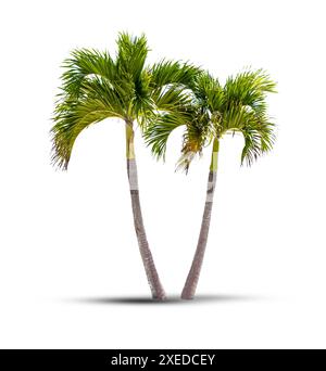 Twin coconut palm trees isolated on a white background with shadow Stock Photo