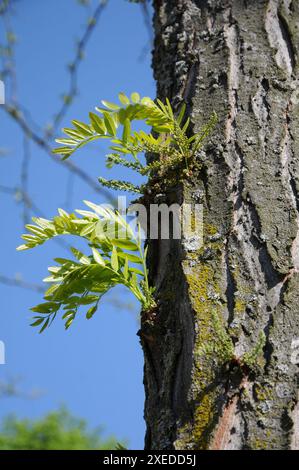 Gleditsia triacanthos, thorny honey locust Stock Photo