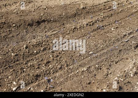 Brassica oleracea, cabbage, kultivation Stock Photo