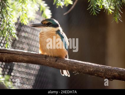 the scared kingfisher has a turquoise back, turquoise blue rump and tail, buff-white underparts and a broad cream collar. Stock Photo