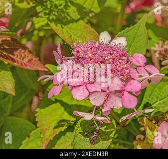 Teller hydrangea 'Hydrangea macrophylla' Stock Photo