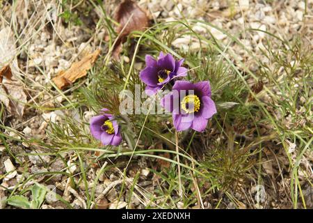 Pulsatilla serotina, pasqueflower Stock Photo