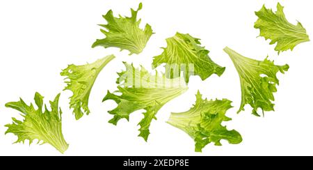 Falling frize salad leaves isolated on white background Stock Photo
