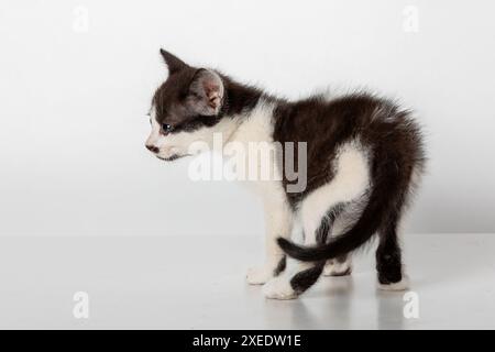 Adorable Baby Black and White Kitten Isolated on White Background - Cute Pet Photography Stock Photo