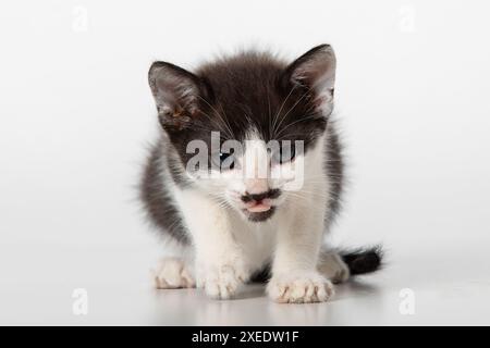 Adorable Black and White Kitten with Tongue Out on White Background Stock Photo