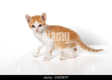 Adorable Orange Tabby Baby Kitten Isolated on White Background - Cute and Playful Feline Stock Photo