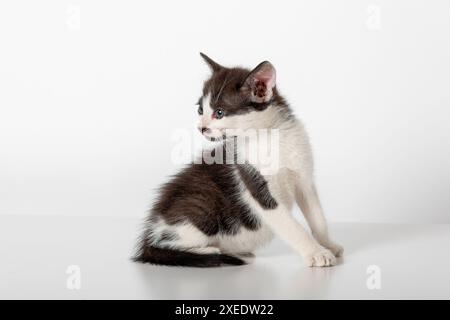 Adorable Black and White Baby Kitten Sitting and Looking Left - Isolated on White Background Stock Photo