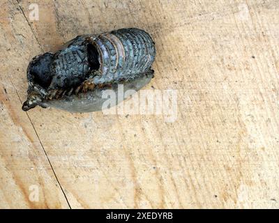 Fossilized, partly iridescent ammonite offers insights into Mesozoic marine ecosystems and evolutionary history, rare and valuable. Stock Photo