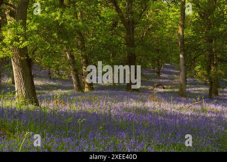 A Swathe of Bluebells (Hyacinthoides Non-scripta) Beneath Oak Trees in the Scottish Countryside at Kinclaven Bluebell Wood Stock Photo