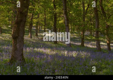 A Carpet of Native Bluebells (Hyacinthoides Non-scripta) in Flower Beneath the Oak Trees at Kinclaven Bluebell Wood in Perthshire, Scotland Stock Photo