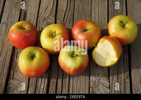 Malus domestica Elstar, apple Stock Photo
