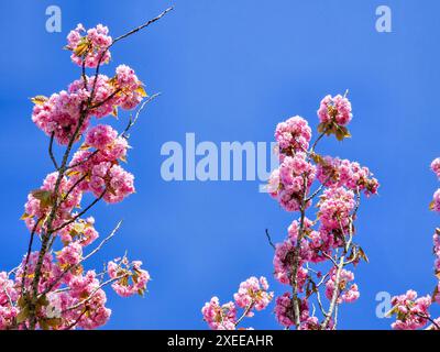 Spring blossom with a blue sky with clouds an purple flowers on a beautiful spring day in the Netherlands Stock Photo
