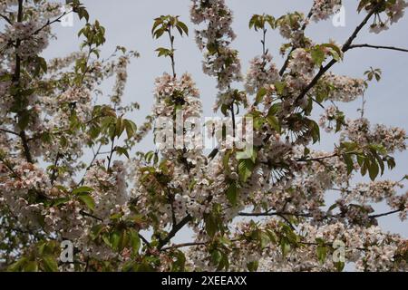 Prunus avium, sweet cherry Stock Photo