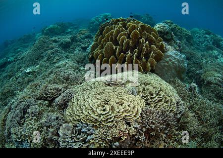 Healthy corals cover a beautiful reef slope on a remote island in the Forgotten Islands of Indonesia. This tropical region harbors high biodiversity. Stock Photo