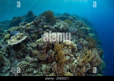 Healthy corals cover a beautiful reef slope on a remote island in the Forgotten Islands of Indonesia. This tropical region harbors high biodiversity. Stock Photo