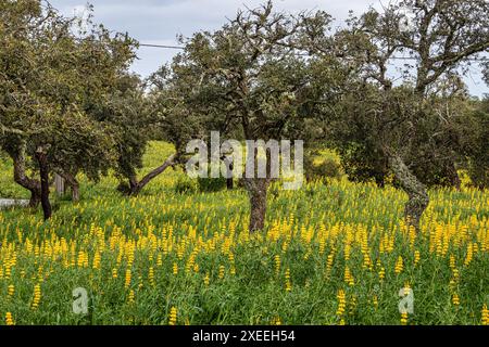 Portugal, Alentejo Region. Cork oak tree, Quercus suber, surrounded by yellow lupins, Lupinus luteus at Santiago do Cacem Stock Photo