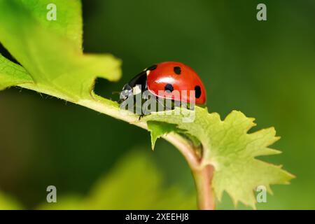 Seven-spot ladybird (Coccinella septempunctata) in side view on a plant Stock Photo