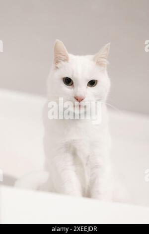 White beautiful cat on white wall background Stock Photo