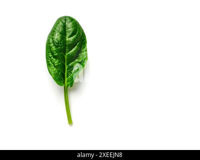 One baby spinach leaf isolated on white Stock Photo