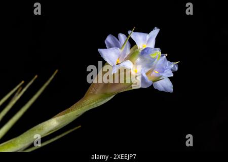 Tillandsia bergeri, a bromeliad, family Bromiliaceae, sometimes known as "air plants", from Brazil (in cultivation).  Synonym Tillandsia aeranthos)  F Stock Photo