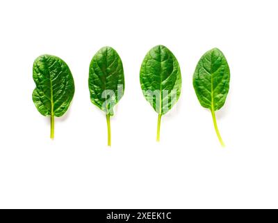 Four baby spinach leaves isolated on white Stock Photo