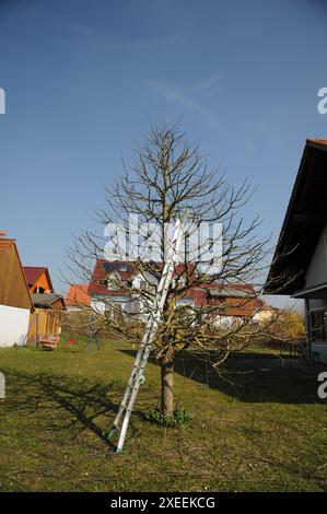 Malus domestica Brettacher, appletree, after pruning Stock Photo