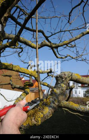 Malus domestica Brettacher, appletree, pruning Stock Photo
