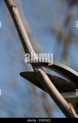 Malus domestica Brettacher, appletree, pruning Stock Photo