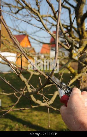 Malus domestica Brettacher, appletree, pruning Stock Photo