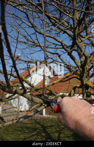 Malus domestica Brettacher, appletree, pruning Stock Photo