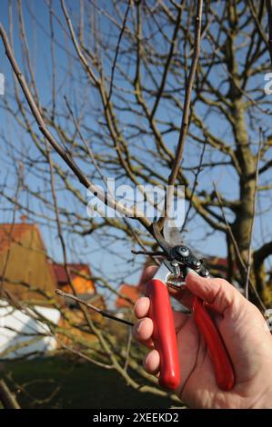 Malus domestica Brettacher, appletree, pruning Stock Photo