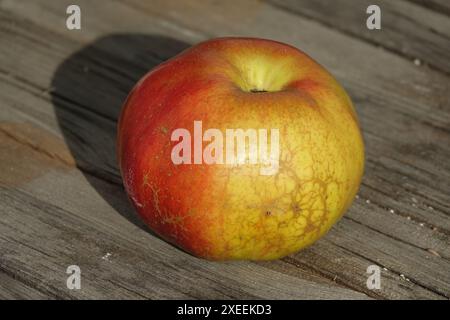 Malus domestica Brettacher, Apfel, Apple Stock Photo