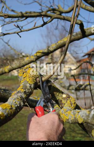 Malus domestica Brettacher, appletree, pruning Stock Photo