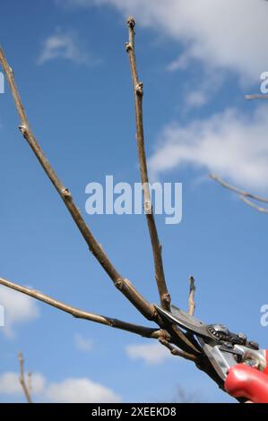 Juglans regia, walnut, young tree, pruning Stock Photo