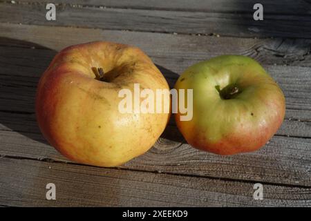 Malus domestica Brettacher, Apfel, Apple Stock Photo